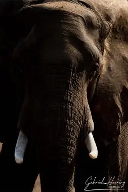 Gabriel Haering featuring Mana Pools in Zimbabwe