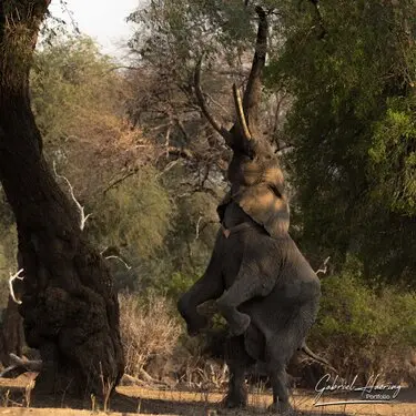 Gabriel Haering featuring Mana Pools in Zimbabwe