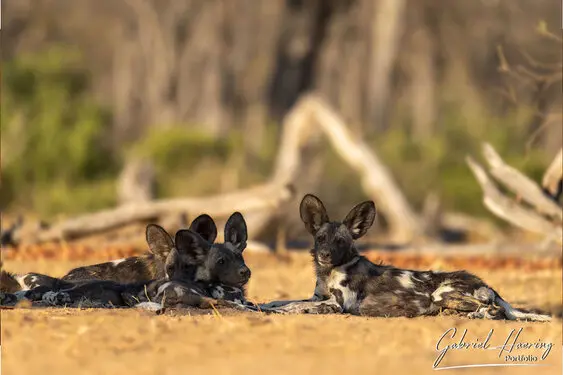 Gabriel Haering featuring Mana Pools in Zimbabwe