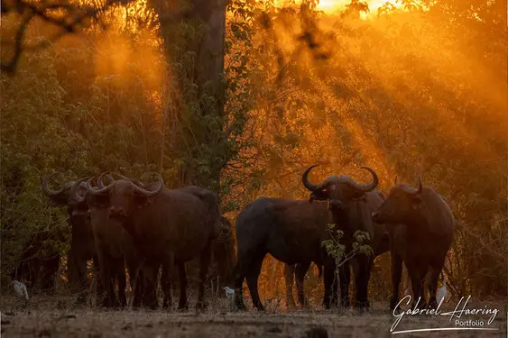 Gabriel Haering featuring Mana Pools in Zimbabwe