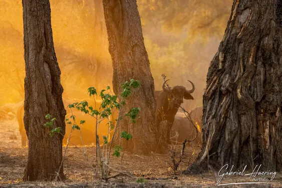 Gabriel Haering featuring Mana Pools in Zimbabwe