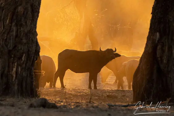 Gabriel Haering featuring Mana Pools in Zimbabwe