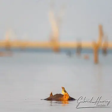 Photography of Lake Kariba in Zimbabwe by Gabriel Haering