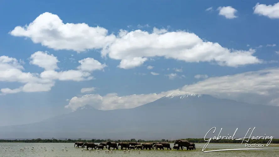 Photographic portfolio of Amboseli wildlife