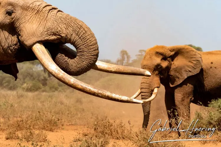 Photographic portfolio of Amboseli wildlife