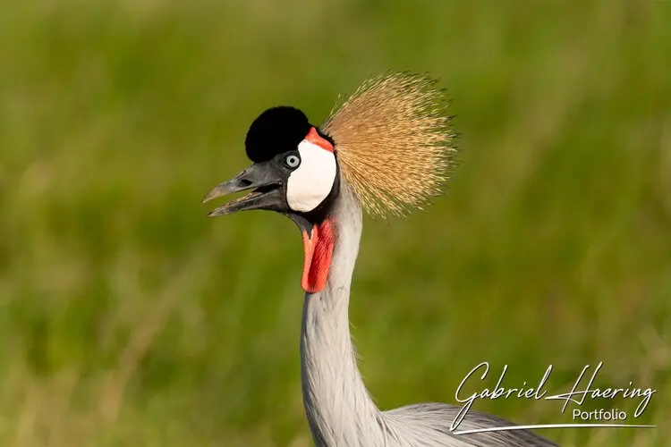 Photographic portfolio of Amboseli wildlife