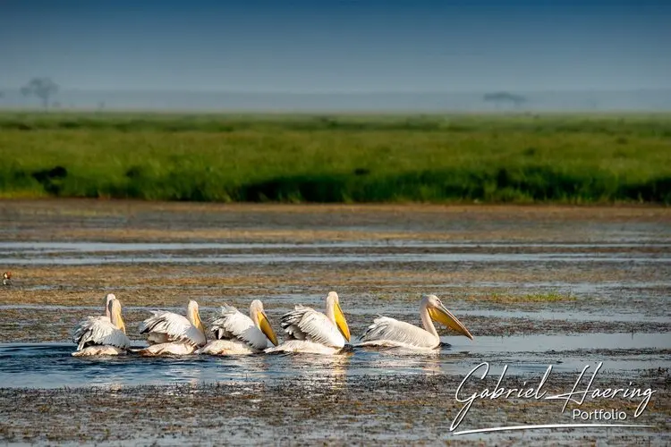 Photographic portfolio of Amboseli wildlife