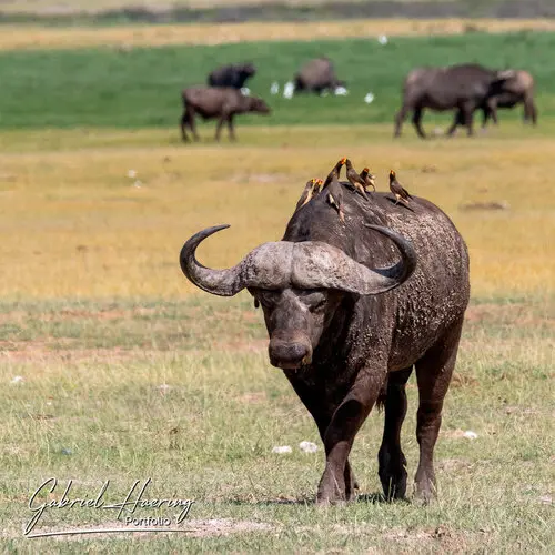 Photographic portfolio of Amboseli wildlife