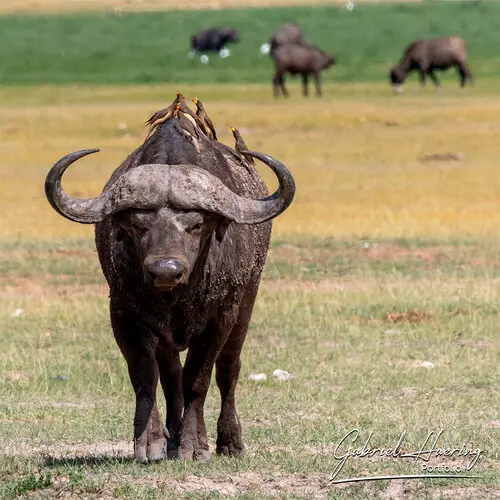 Photographic portfolio of Amboseli wildlife