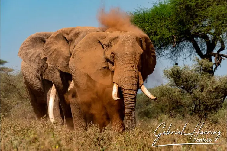 Photographic portfolio of Amboseli wildlife