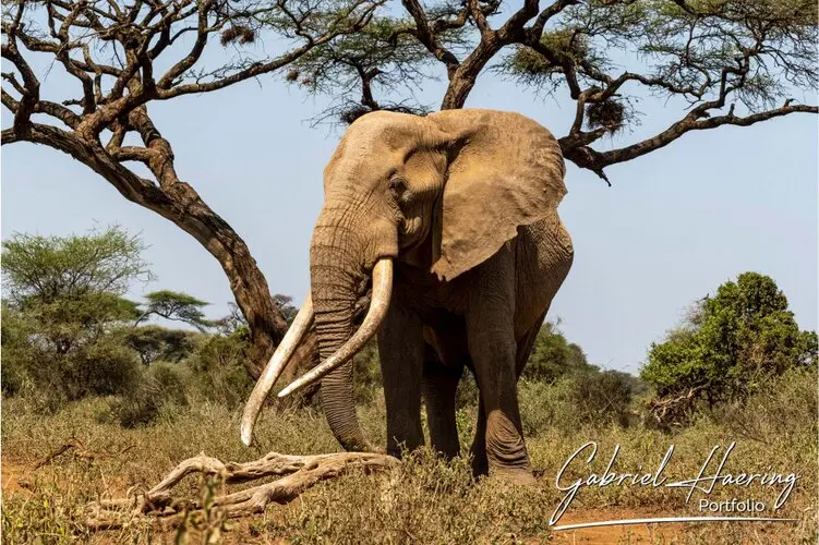 Photographic portfolio of Amboseli wildlife