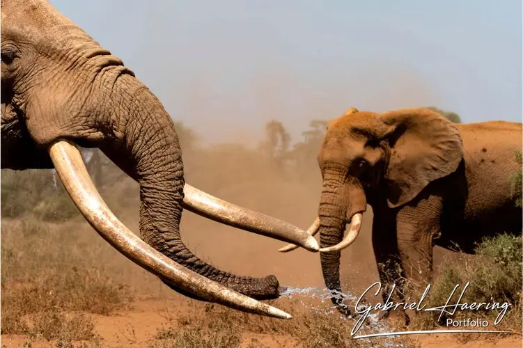 Photographic portfolio of Amboseli wildlife