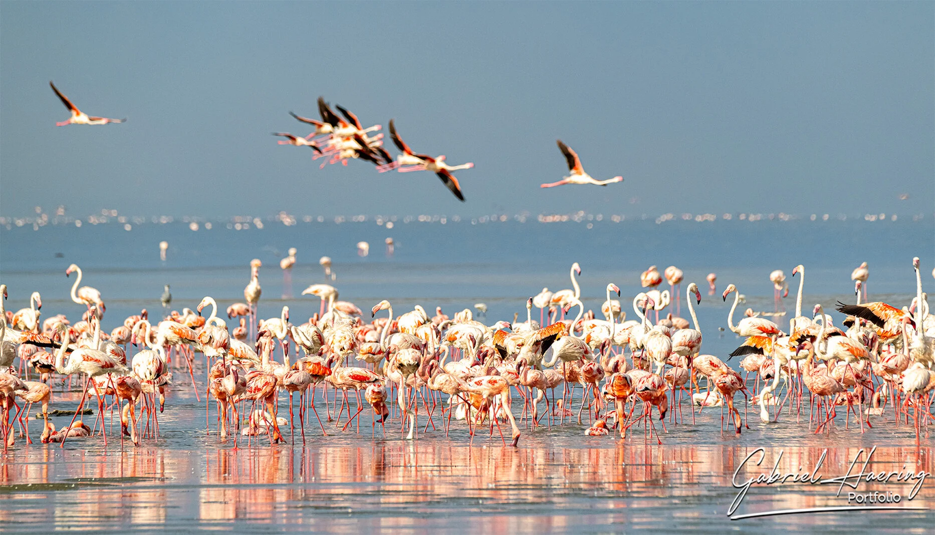 Lesser flamingos gathered in the shallow waters of Lake Natron Tanzania