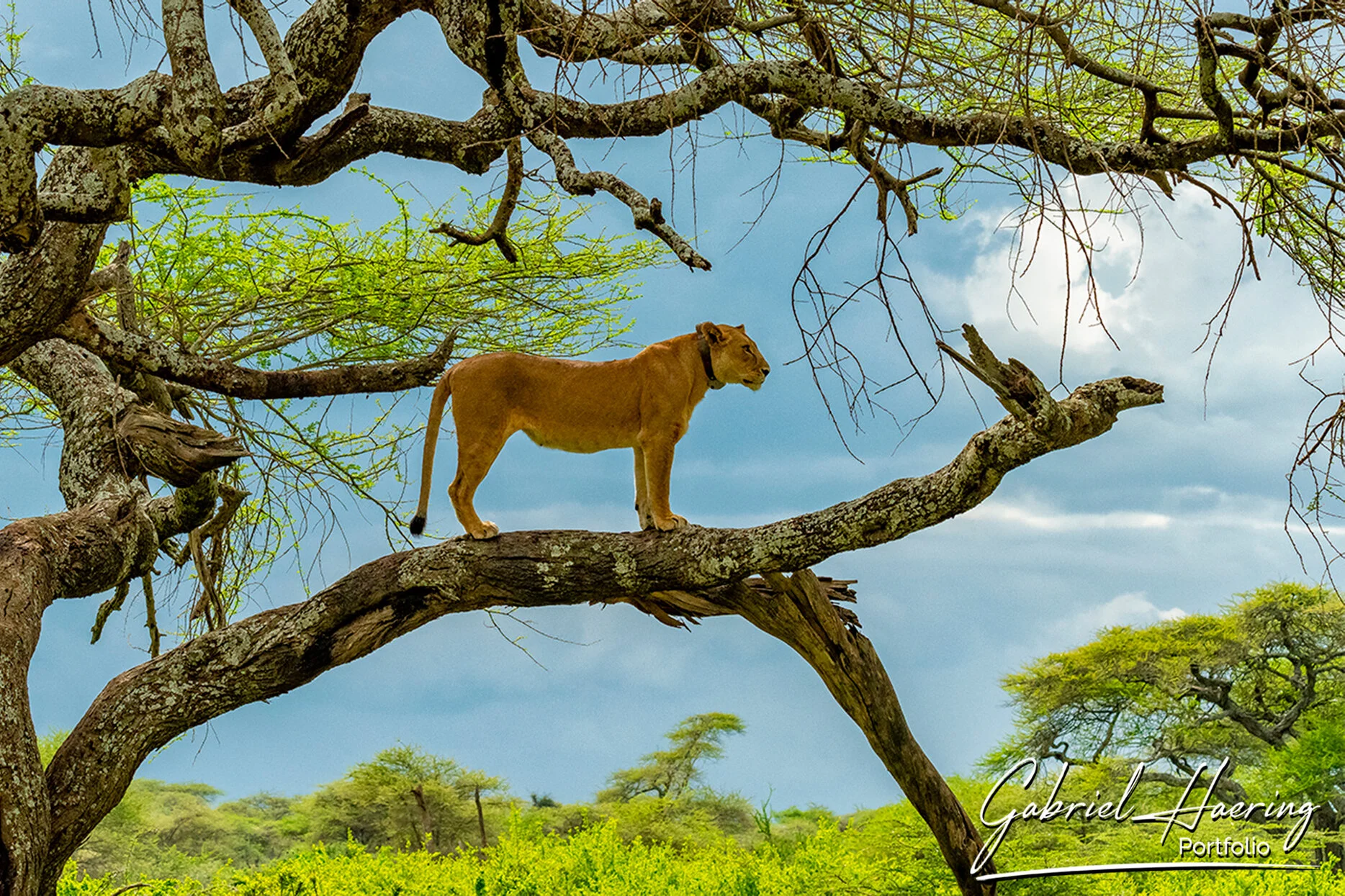 Lioness standing on a tree branch in Serengeti National Park Tanzania