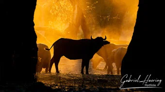Wildebeest herd crossing the plains in Tanzania
