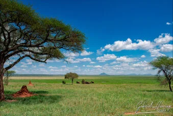 Open Tarangire landscape with acacia trees, termite mound, green plains and distant hills in Tanzania