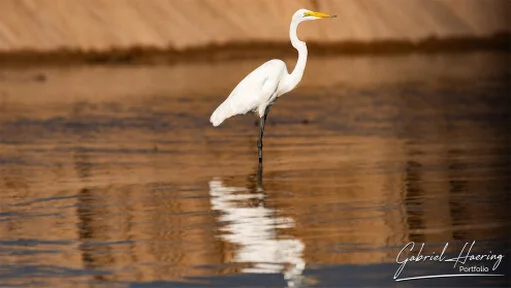 White egret reflected in golden water in Nyerere National Park, Tanzania