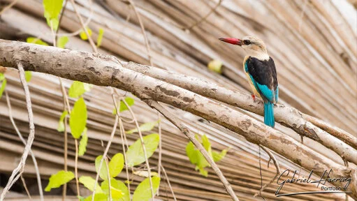 Woodland kingfisher perched among palm fronds in Nyerere National Park