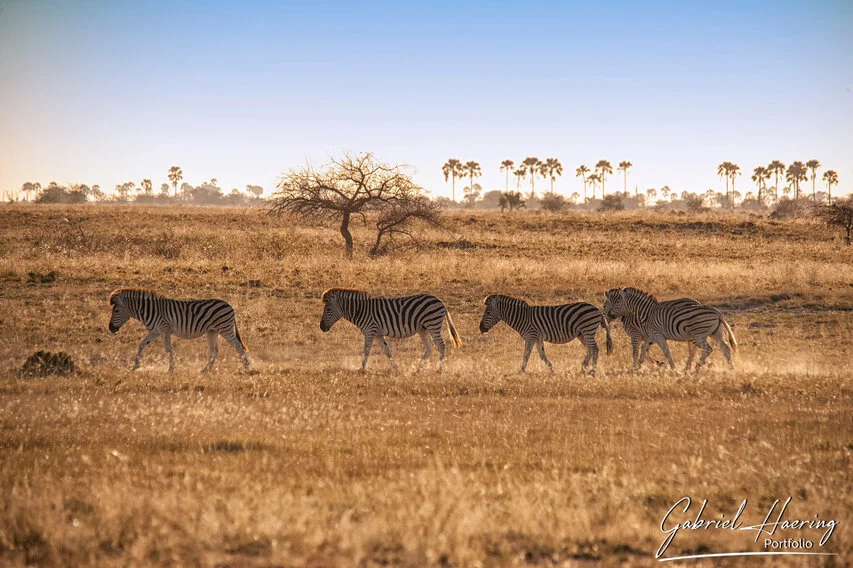 A small group of African zebras walking through the golden grasslands of Makgadikgadi Pan, Botswana, in warm light.