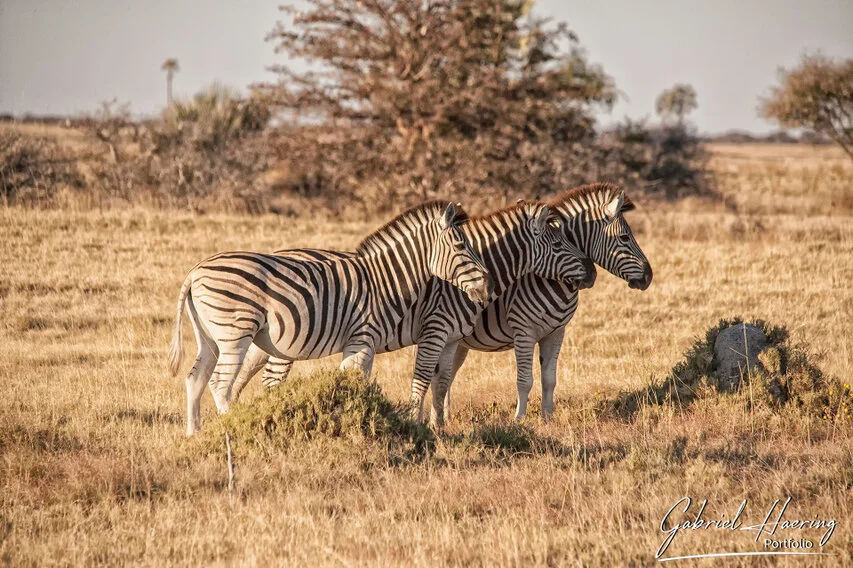 Three zebras standing together in the dry grasslands of Makgadikgadi Pan, surrounded by soft golden savannah light.