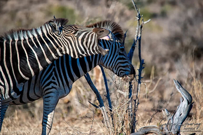 Two zebras interacting in Nyerere National Park, Tanzania, showing movement, behavior and overlapping stripe patterns.