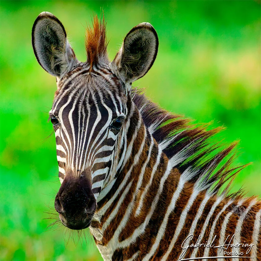 Green Light<br />Portrait of a young zebra against a vivid green background, emphasizing delicate facial stripes and attentive expression.