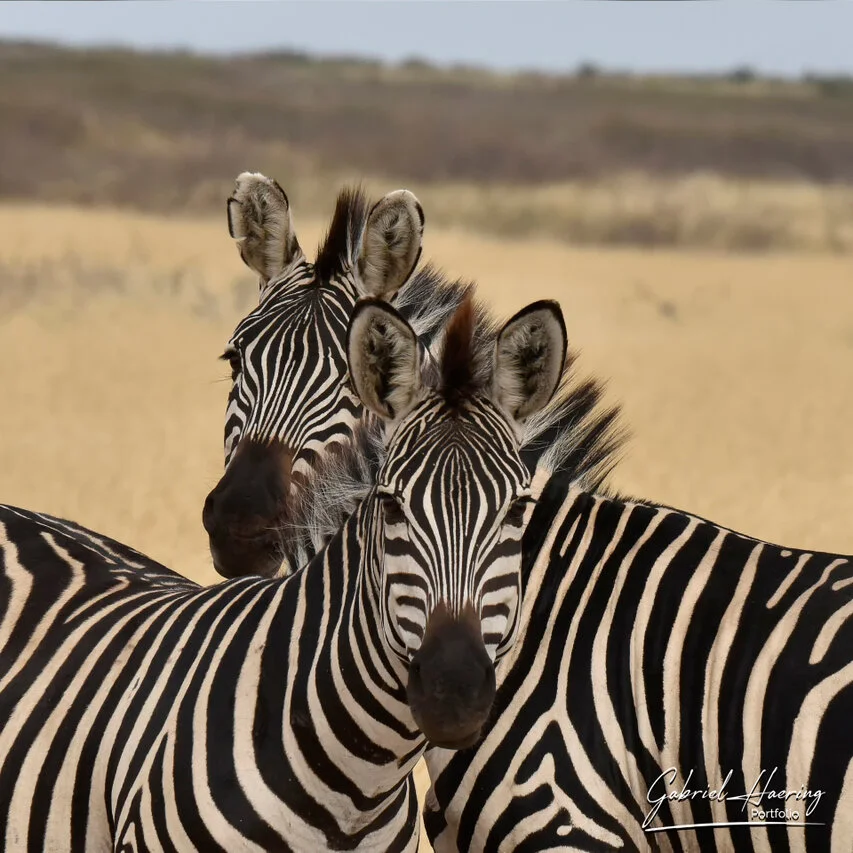 Two zebras framed by the bodies of the herd, creating a layered graphic composition of black-and-white stripes.