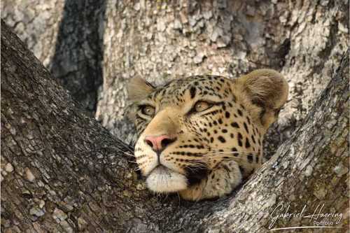 Leopard resting between tree trunks in the Okavango Delta, Botswana, with its face framed by textured bark and soft natural light.