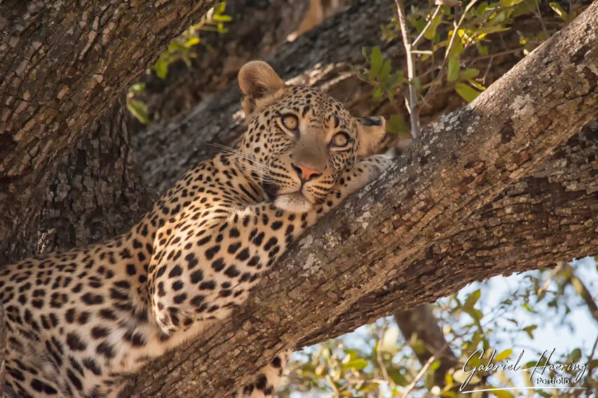 Leopard lying on a large tree branch in the Okavango Delta, looking alert through branches and dappled woodland light.