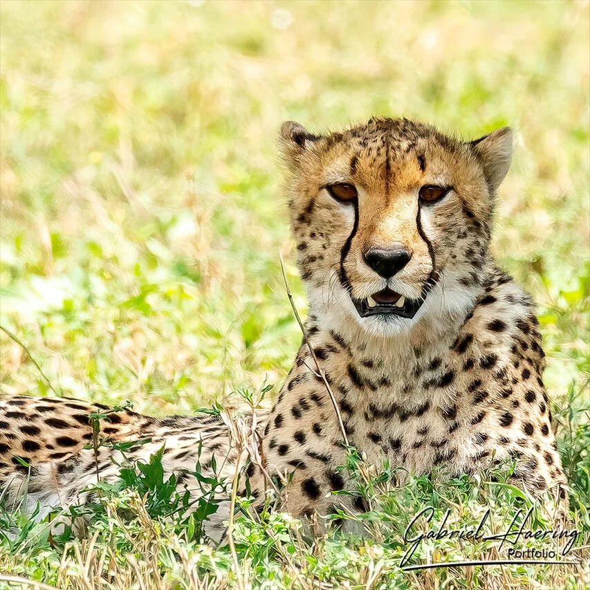 Close portrait of a cheetah resting in the Serengeti, Tanzania, with intense eyes and soft green grass in the background.