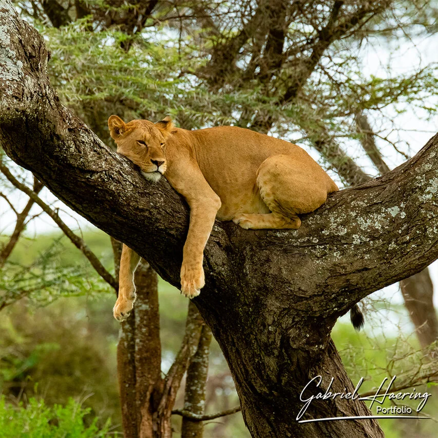Lioness resting on a large tree branch in the Serengeti, her body relaxed and one paw hanging over the bark.