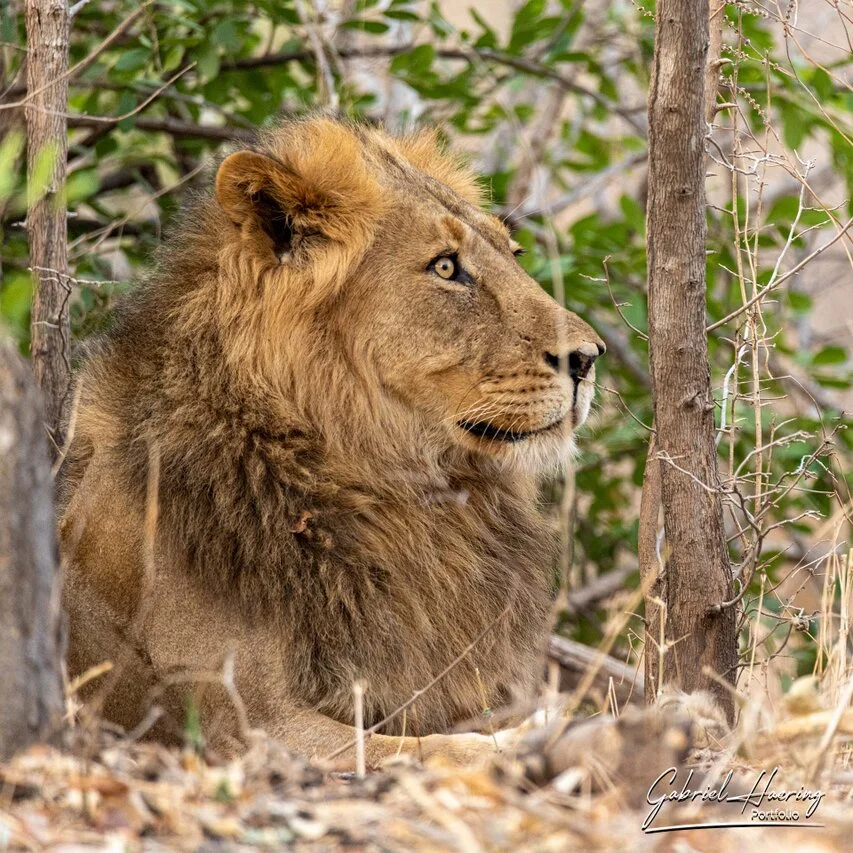 Male lion resting in Mana Pools woodland, Zimbabwe, with an intense gaze framed by dry branches and soft natural light.