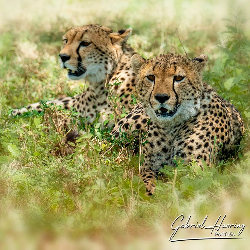 Two cheetahs resting in green-season vegetation in Ndutu, Tanzania, surrounded by soft light and natural grassland cover.