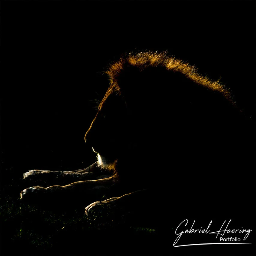 Male lion photographed in dramatic low-key backlight, with the golden outline of its mane emerging from deep shadow.