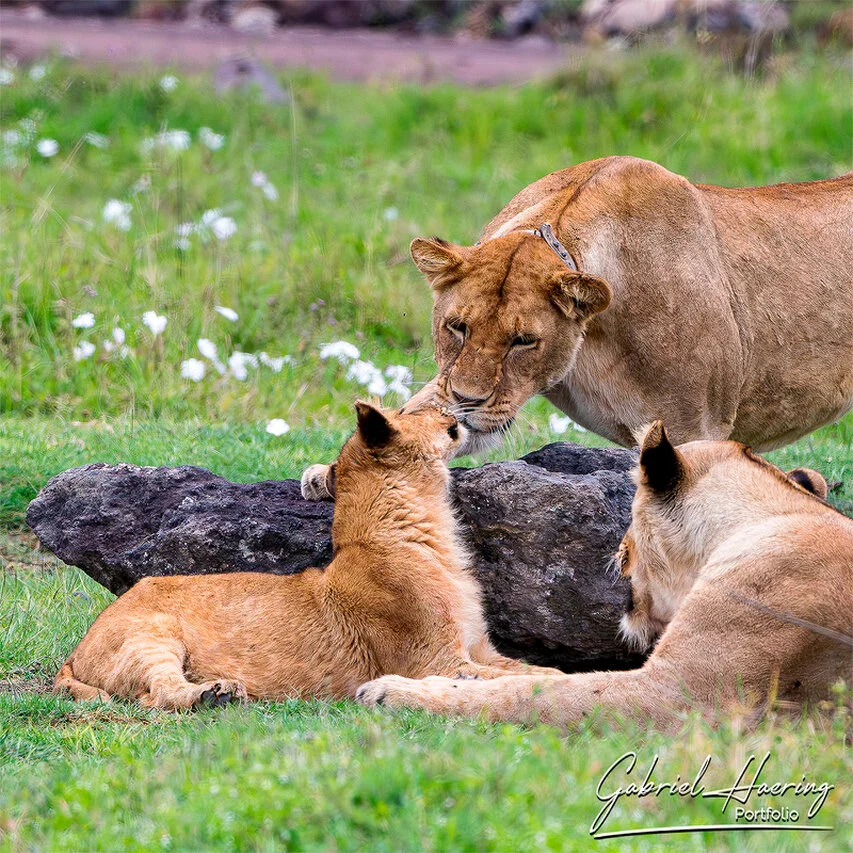 Lioness gently touching a cub in Ngorongoro Crater, Tanzania, showing an intimate family moment in green-season grass.