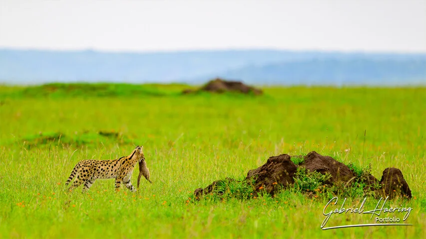 Serval walking across the green Serengeti plains carrying prey, with wide open grassland and distant blue hills behind.