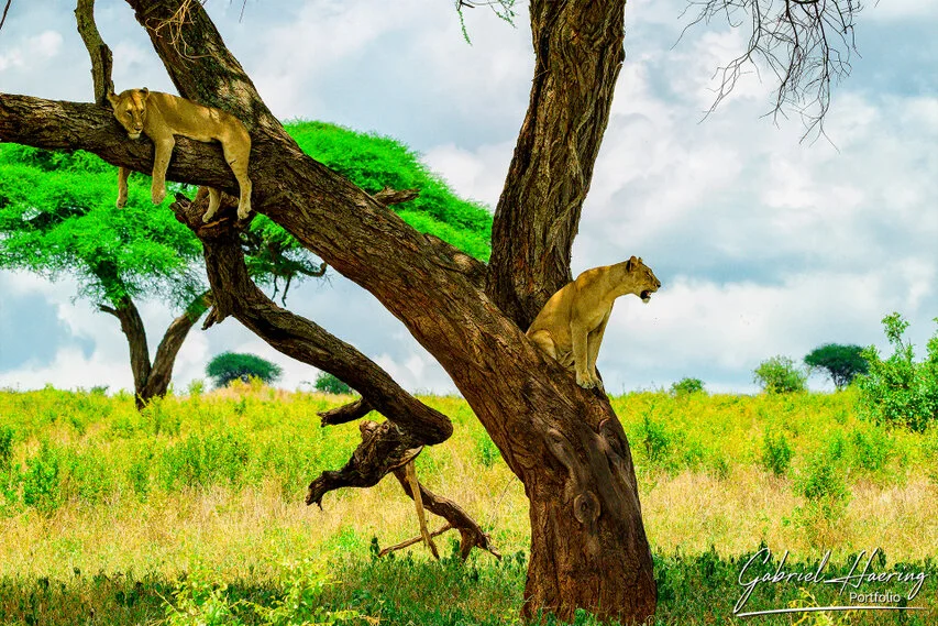Two lions resting in a large tree in Tarangire National Park, Tanzania, surrounded by green-season vegetation and dramatic sky.