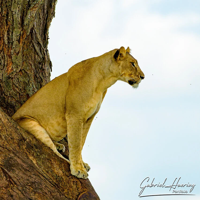 Lioness sitting on a tree branch in Tarangire National Park, looking into the distance against a clean pale sky.