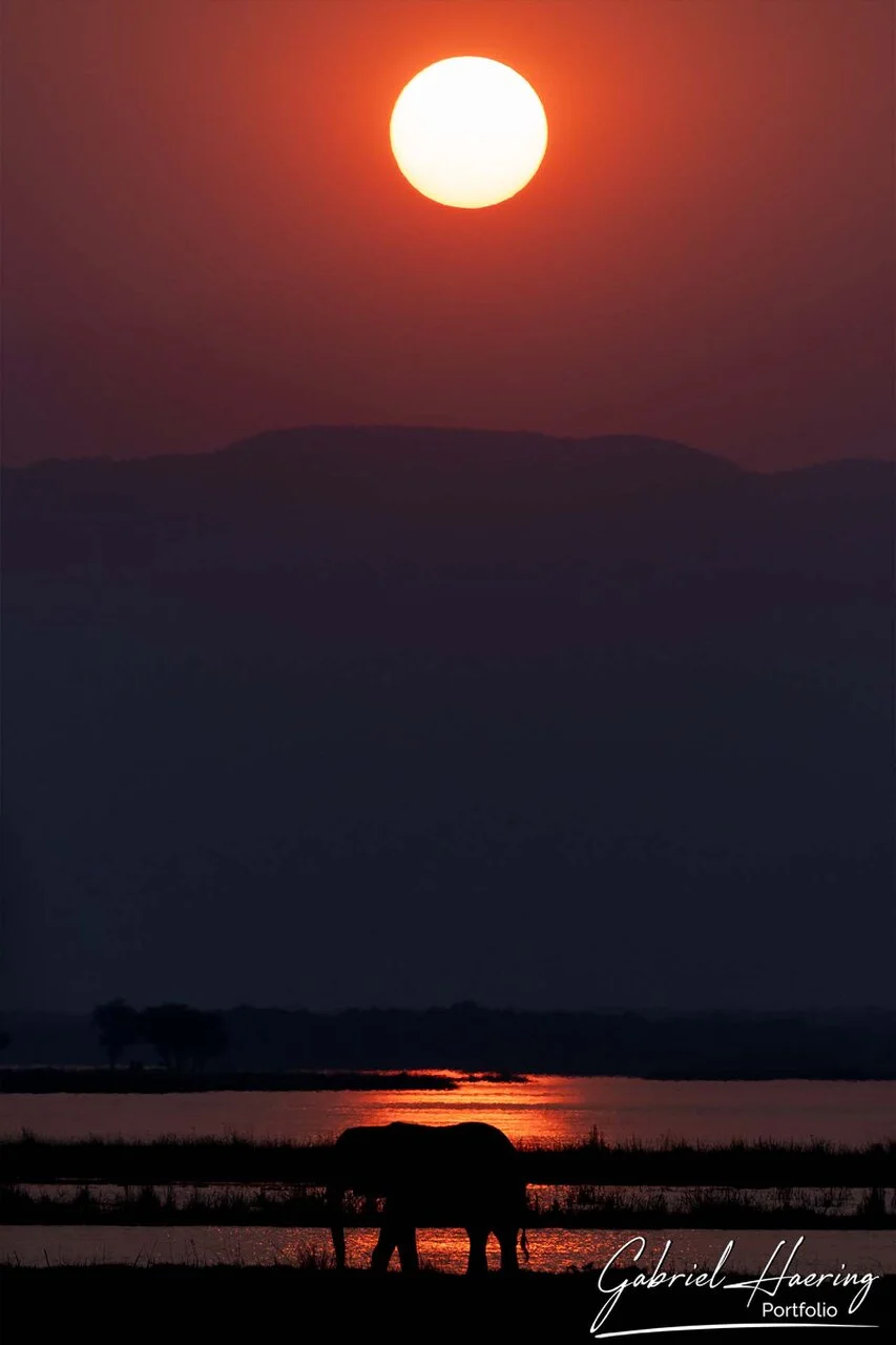 African elephant photographed in natural light of sunset, in the Zambesi river in Zimbabwe Mana pools national park