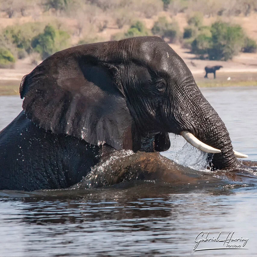 Close portrait of an African elephant moving through water, with wet skin, reflections and a distant riverbank in the background of Chobe National Park in Botswana