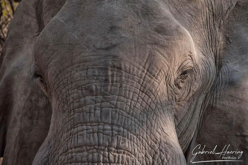Close-up portrait of an African elephant’s face, showing fine skin texture, expressive eyes and calm natural presence