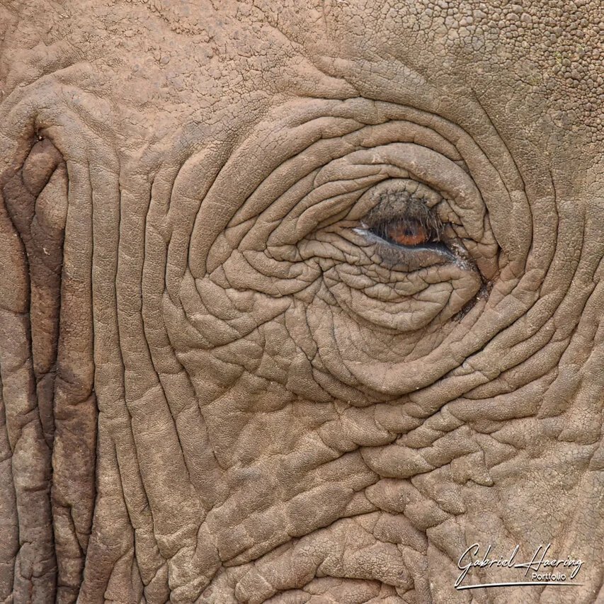 Extreme close-up of an African elephant’s eye and wrinkled skin, revealing texture, age and emotional presence.