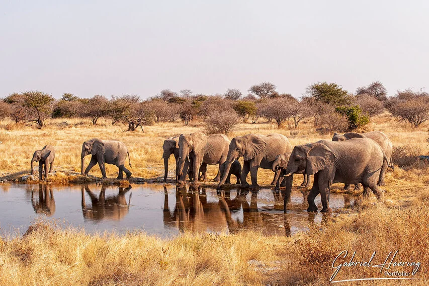 African elephants families in Etosha national park in African elephants crossing shallow water in Amboseli National Park, with wide blue sky, distant landscape and gentle ripples.