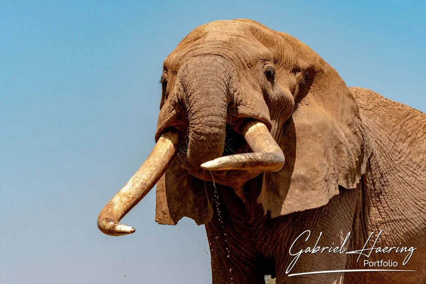 Large African bull Craig elephant with impressive tusks against a clear blue sky in Amboseli National Park, Kenya.