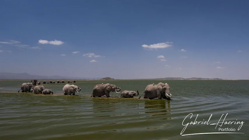 African elephants crossing shallow water in Amboseli National Park, with wide blue sky, distant landscape and gentle ripples.