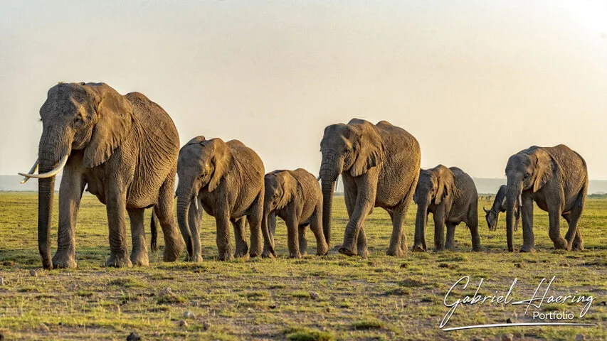 A family herd of African elephants walking across the open grasslands of Amboseli National Park, Kenya, in soft golden light.