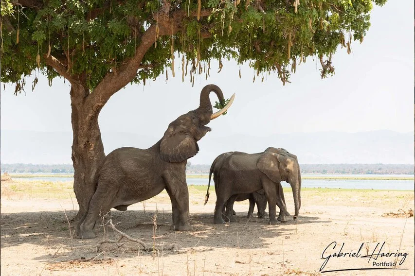 African elephant reaching high into a tree to feed in Mana Pools, Zimbabwe, with other elephants resting in the shade.