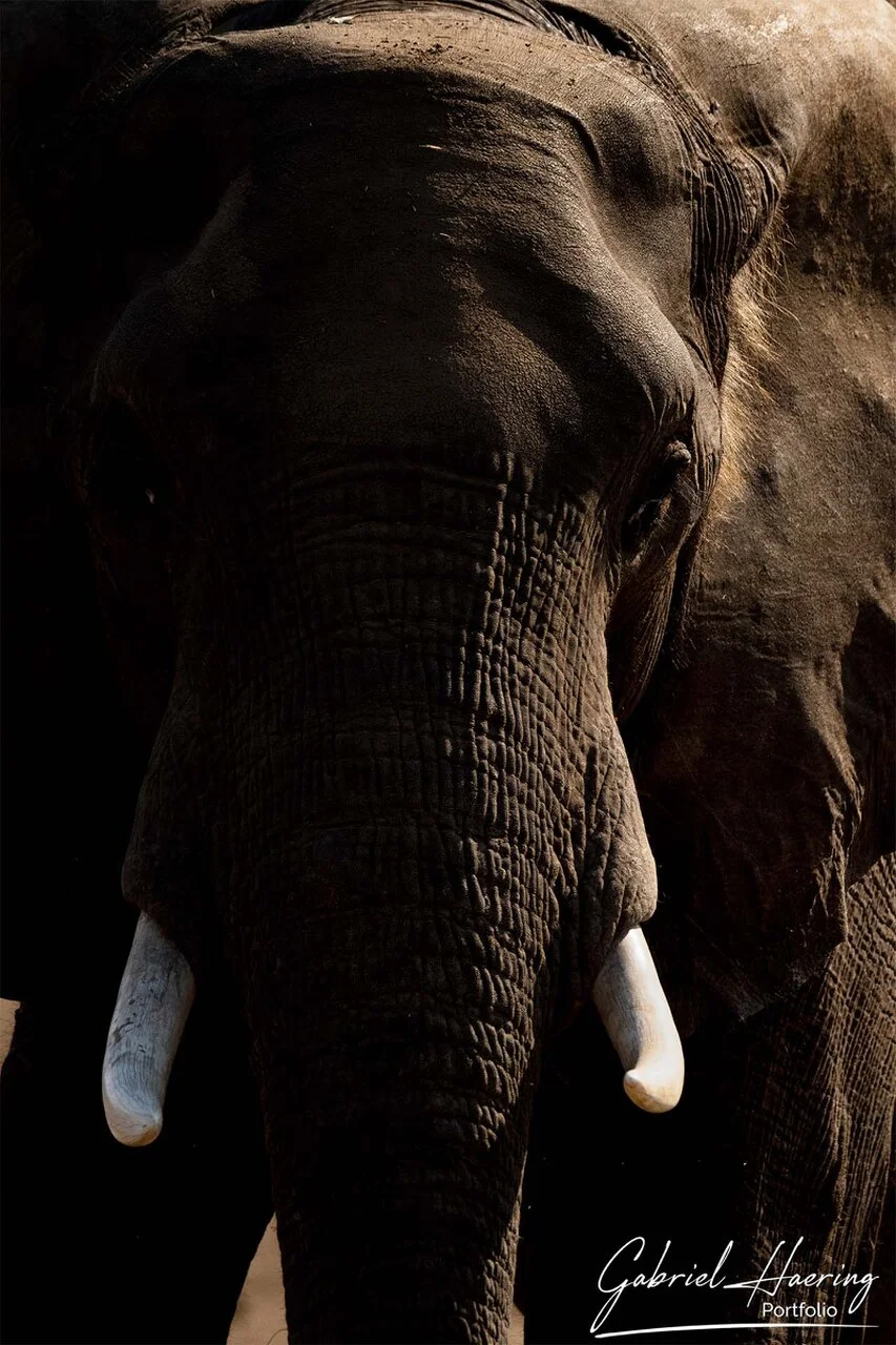 Low-key portrait of an African elephant in dramatic shadow, emphasizing textured skin, tusks and quiet strength in Mana Pools National Park (Zimbabwe)