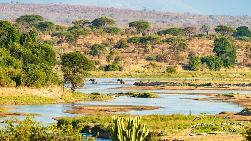 African elephants crossing a river in Ruaha National Park, Tanzania, surrounded by acacia woodland and warm dry-season light.