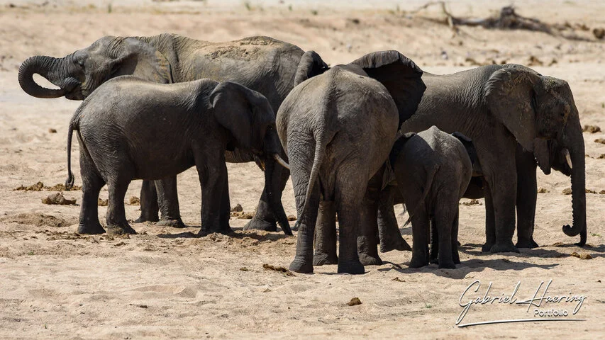 African elephant family with calves gathered on a sandy riverbed in Ruaha National Park, Tanzania, showing social bonds and protection.